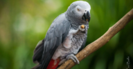 The Story of LLMs: From a Stochastic Parrot to an Autonomous Assistant