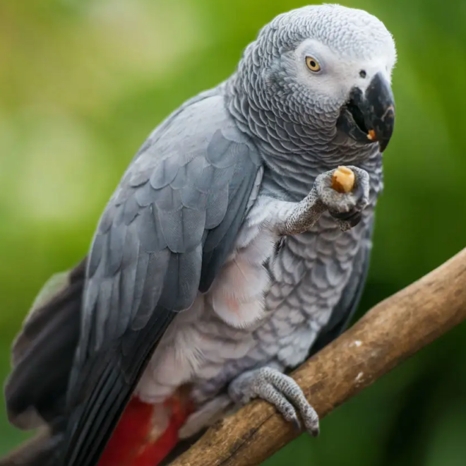 The Story of LLMs: From a Stochastic Parrot to an Autonomous Assistant