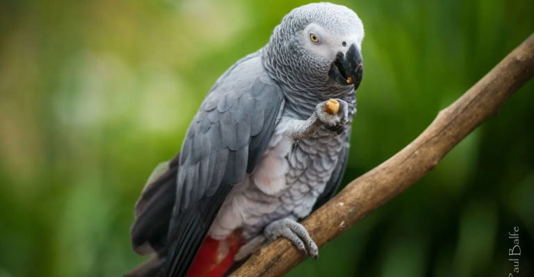 The Story of LLMs: From a Stochastic Parrot to an Autonomous Assistant